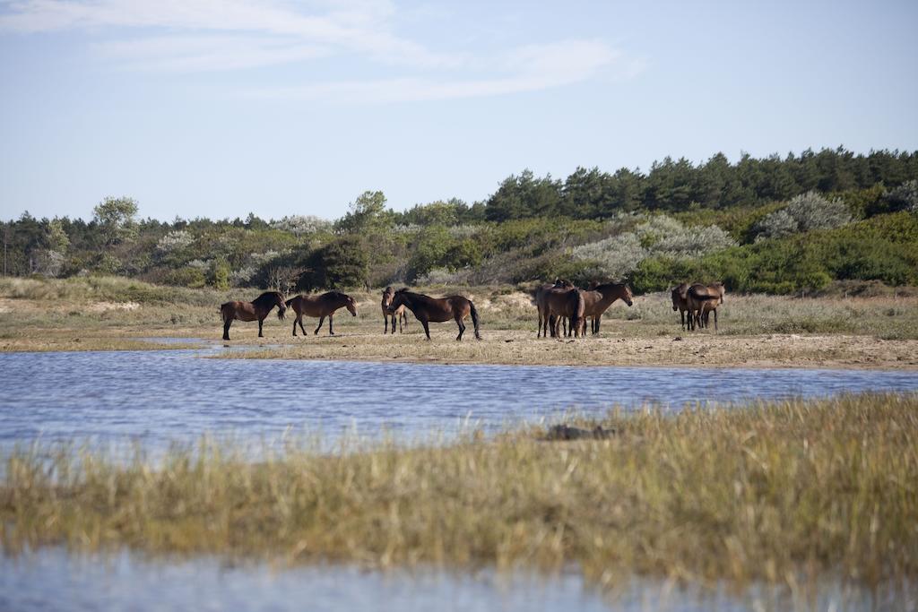 Bungalows - Bungalowpark Mooyeveld - Uniek Gelegen In De Duinen! Egmond Binnen Bagian luar foto